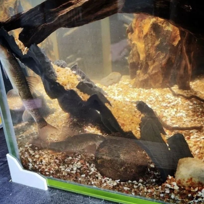 Aquarium Decoration Fish Tank  - огляд і ціна Aquarium Fish Parrot