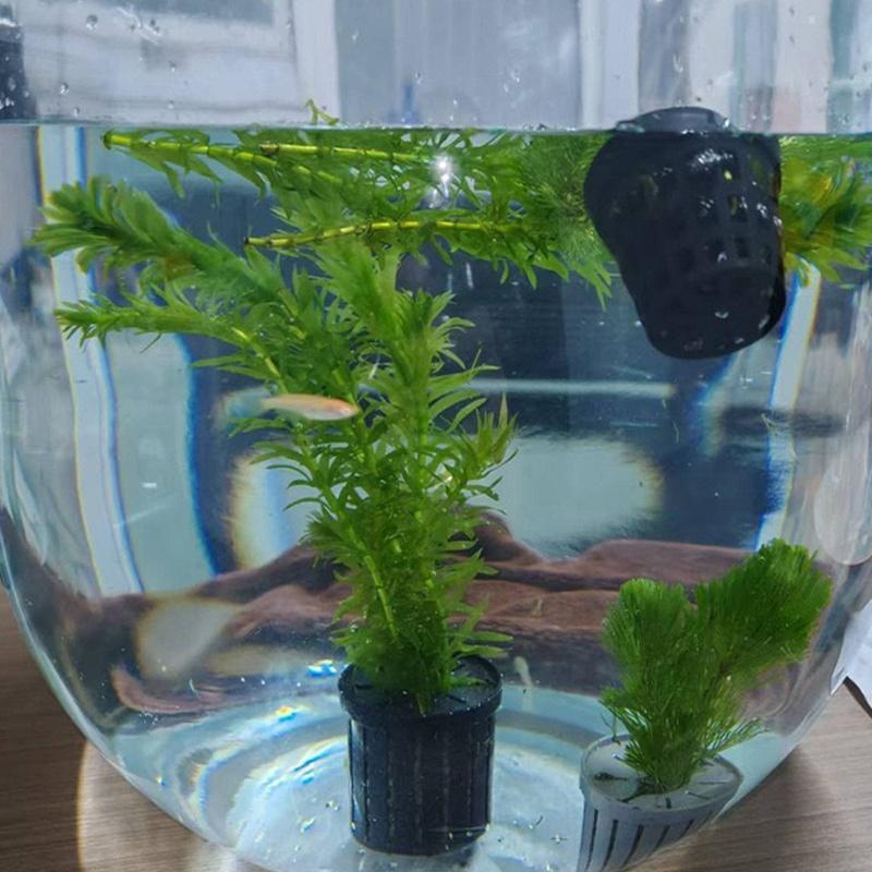 4Pcs Pet Fish Tank Landscaping - огляд і ціна Aquarium Fish In