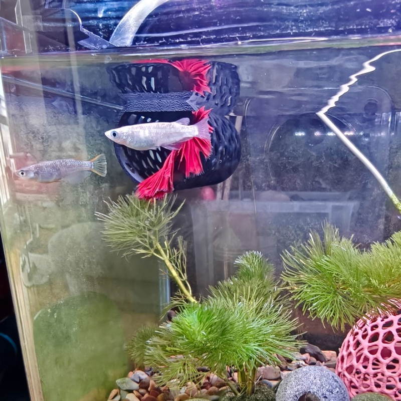 Floating Betta Hammock Tunnel, - огляд і ціна Aquarium Fish Hideout