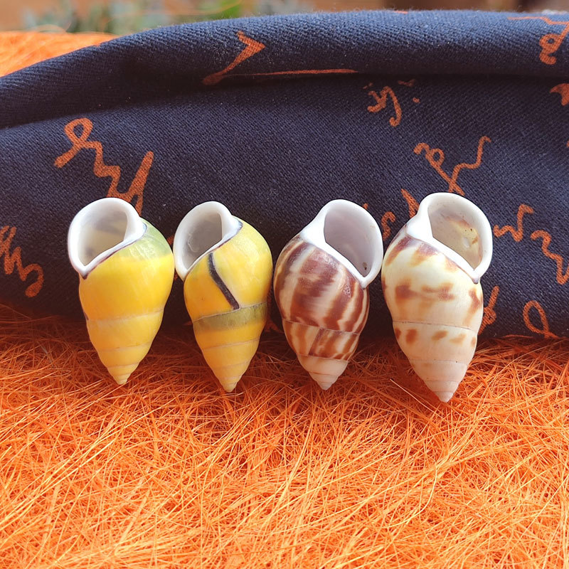 Rare Trochus Shell Aquarium Or - огляд і ціна Aquarium Fish Yellow
