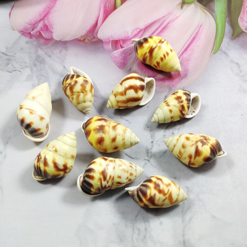 Rare Trochus Shell Aquarium Or - огляд і ціна Aquarium Fish Yellow