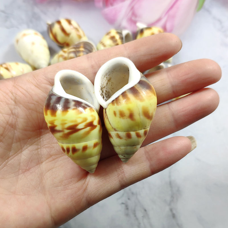 Rare Trochus Shell Aquarium Or - огляд і ціна Aquarium Fish Yellow