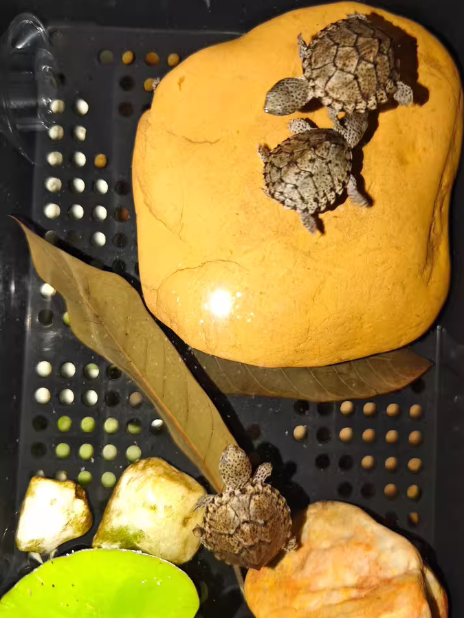 Natural Yellow Wax Stone Turtl - огляд і ціна Aquarium Fish Yellow